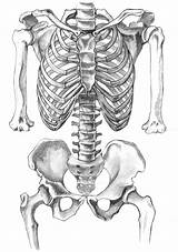 Skeletal Anatomie Squelette Skelett Zeichnungen Humain Menschliche Torso Skeletons Paintingvalley Croquis Menschlicher Ideen sketch template