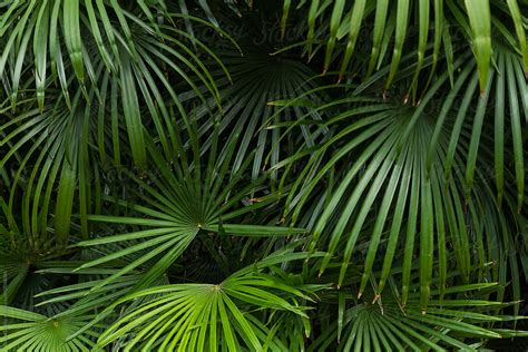 palm tree leaves  stocksy contributor bisual studio stocksy