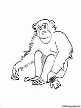Coloring Pages Chimpanzee Chimp Getdrawings Getcolorings Colorings sketch template