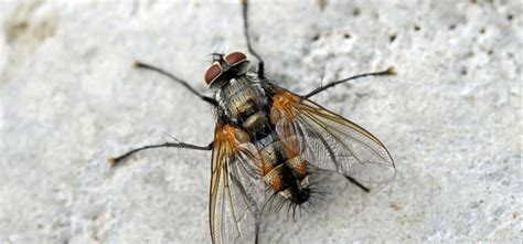 tachinid fly guide