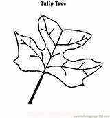 Tulip Tree Coloring Trees Online Printable Natural Color sketch template
