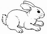 Coniglio Stampare Coniglietti Bunny Pages2color Rabbids Copiare Gratis Sagome Pasqua sketch template