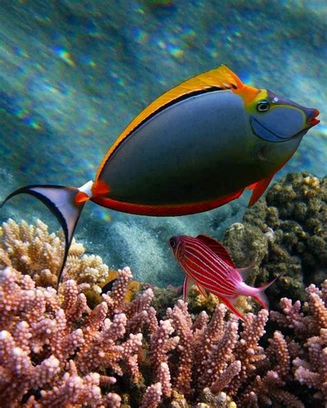 coral reef fish   love pinterest