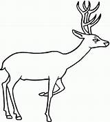 Deer Coloring Pages Drawing Clipart Kids Printable Line Animal Template Outline Print Wildlife Dear Baby Animals Templates Tailed Whitetail Curious sketch template