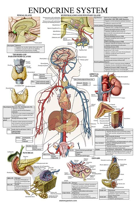 basic anatomy muscles anatomical charts posters vrogueco