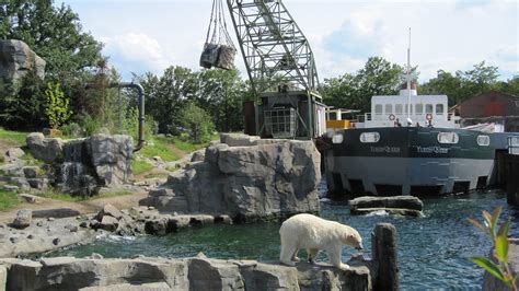 kostenloses foto zoo hannover erlebniszoo kostenloses bild auf