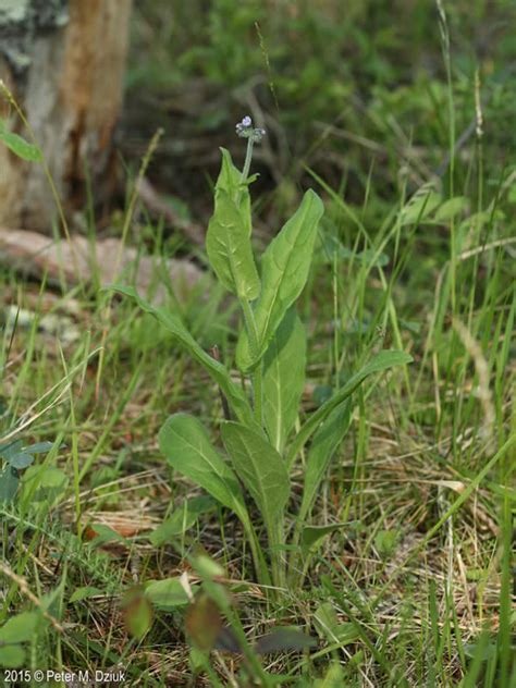 cynoglossum virginianum wild comfrey minnesota wildflowers