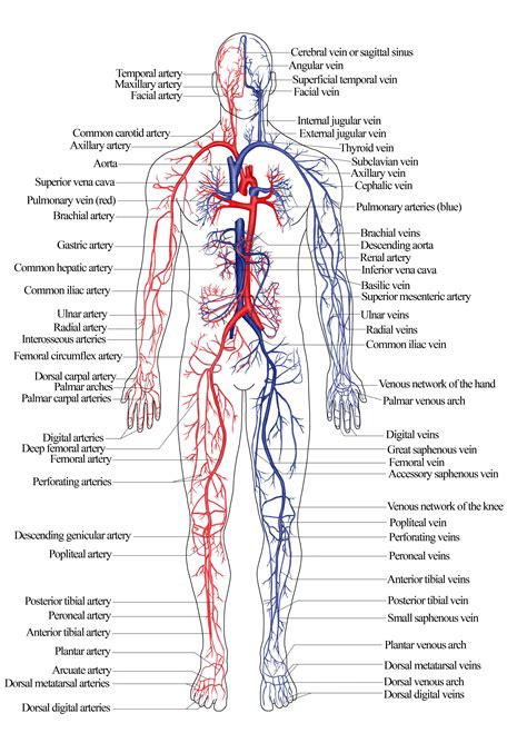 diagram  venous system  human body nroer file image arterial  venous system