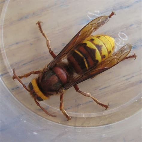 insects  britain hornet