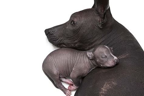 xoloitzcuintli xolo puppies  sale