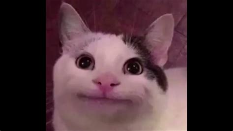 smiling cat meme   youtube