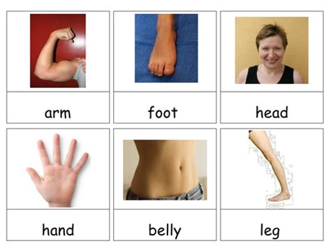 body parts teaching resources
