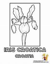 Croatia Coloring Designlooter Yescoloring Croatica Iris Flower sketch template