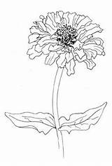 Flower Zinnia Flickr Flowers Drawings Doodle Elegans Drawing Choose Board Watercolor sketch template