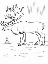 Tundra Coloring Pages Animals Color Getcolorings Kids sketch template
