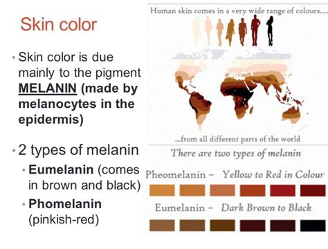 Cocoalalita On Twitter The Two Types Of Melanin Are Pheomelanin And