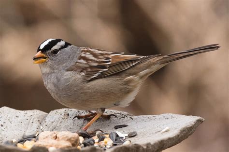 winter sparrows nature  novato