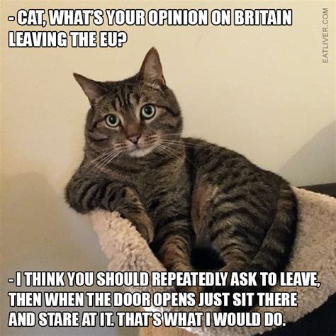 cats opinion  brexit