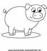 Schwein Schweine Ausmalbild Ausdrucken Ausmalen Auszudrucken Dein Klicke sketch template