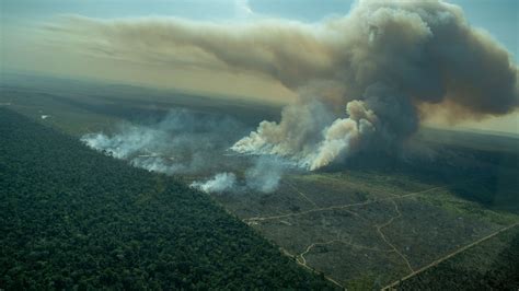amazon rainforest   fire  vox