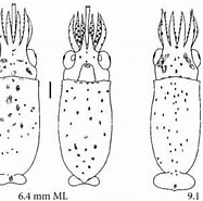 Afbeeldingsresultaten voor Eucleoteuthis luminosa Klasse. Grootte: 187 x 185. Bron: tolweb.org