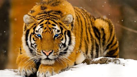 animals tiger big cats wallpapers hd desktop  mobile backgrounds