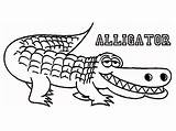 Coloring Alligator Printable Pages Kids Gus Line Print Gator Search Getdrawings Drawing Again Bar Case Looking Don Use Find Top sketch template