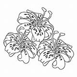 Lily Coloring Pages Stargazer Line Water Flower Drawing Tiger Girls Sketch Vector Getdrawings Liley Year Flowers Cutting Getcolorings Laser Beautiful sketch template