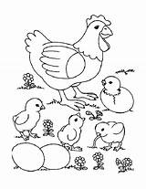 Gaina Coloring Colorat Desene Planse Chicken Pages Gif Visit Kids sketch template