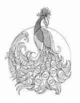 Peacock Coloring Pages Adult Printable Colouring Adults Color Book Lostbumblebee Paisley Grown Sheets Template Animal Print Advanced Coloriage Stress Anti sketch template