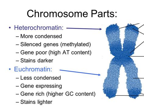 Heterochromatin And Euchromatin Biology Facts Teaching Biology