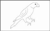 Coloring Parrot Tracing Birds Pages Mathworksheets4kids sketch template