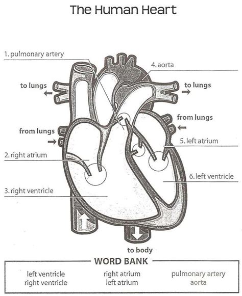 human heart worksheet  preschool heart diagram human heart