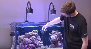 tips  keeping  fish tank clean