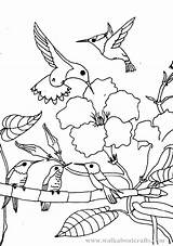 Coloring Hummingbird Hummingbirds Flower Drawing Lima Colorear Para Moth Getdrawings Uñas Throated Ruby Template Sketch sketch template