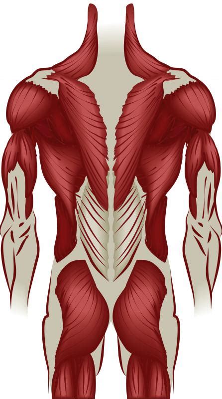 choose   deltoid workout  pictures