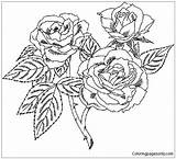Rose Cherokee Pages Beautiful Coloring Drawing Color Online Getdrawings sketch template