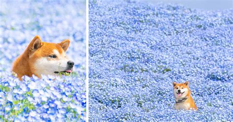 this shiba inu s photos in flower fields is the best thing