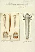 Afbeeldingsresultaten voor "pectinaria Auricoma". Grootte: 123 x 185. Bron: www.alamy.com