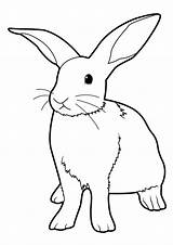 Lapin Coloriage Coloring Rabbit Imprimer Bunny Real Easter Un Dessins Pages Printable Dessin Colorier Et Animaux Enfant Sur Des Chat sketch template
