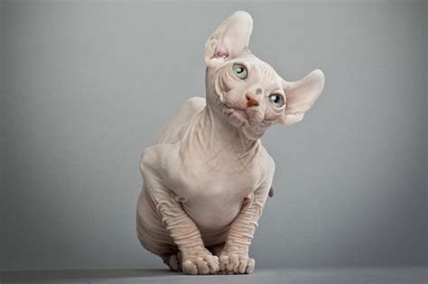 how to keep your hairless cat safe in the summer sun catster