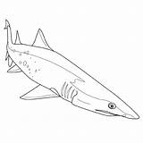 Scie Requin Shark Colorier Coloriages Fois Imprimé Choisir sketch template