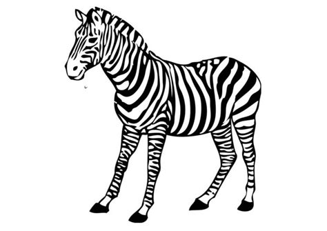 printable zebra coloring pages  kids