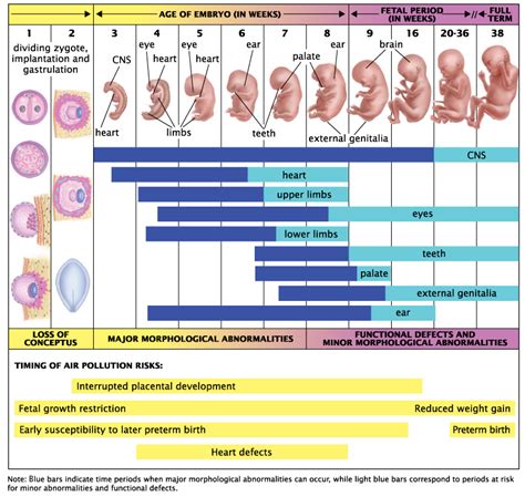 sexual reproduction and development miss halligan