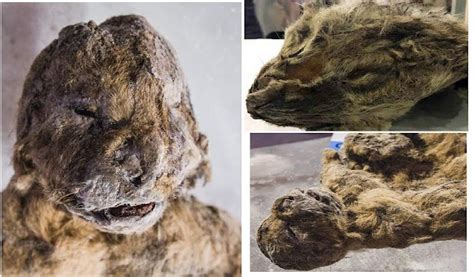 Perfectly Preserved Extinct Cave Lion Cubs Found In Siberia
