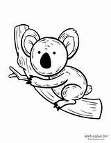 Koala Coloring Pages Cute Print Color sketch template