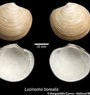 Afbeeldingsresultaten voor "lucinoma Borealis". Grootte: 176 x 185. Bron: naturalhistory.museumwales.ac.uk