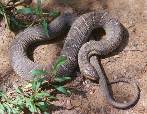 snakes common  hunterdon  venemous versions  rare njcom