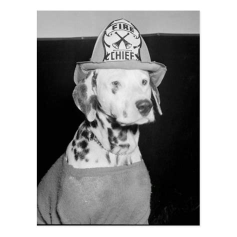 vintage photo dalmatian fire dog postcard zazzleca vintage