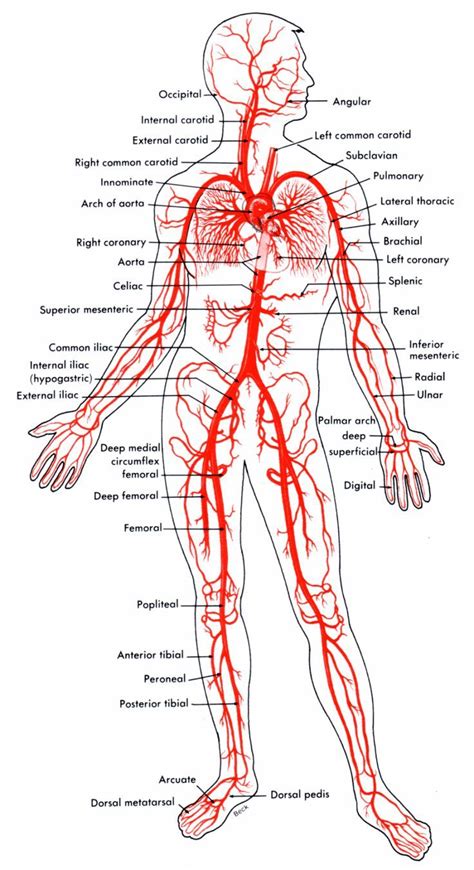 arteries arteries map human body anatomy medical anatomy